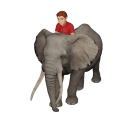 Elephant with Male