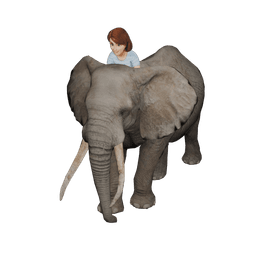 Elephant with Female